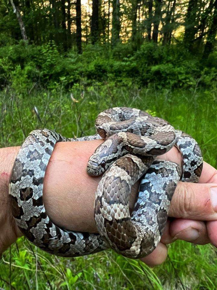 Eastern Milk Snake